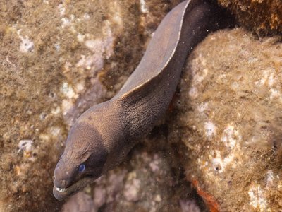 Gymnothorax
