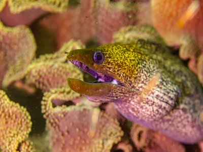 Gymnothorax Undulatus