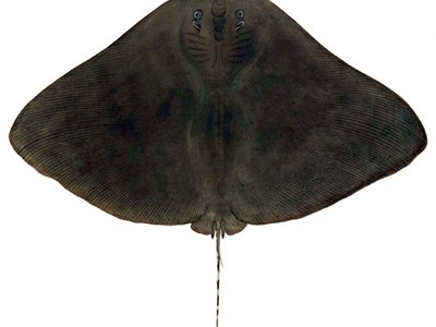 Gymnura Japonica