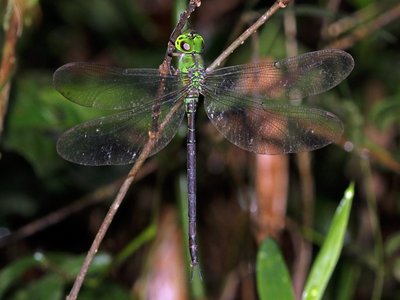 Gynacantha