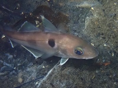 Haddock