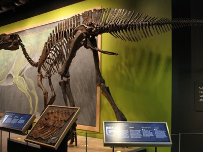 Hadrosaurus