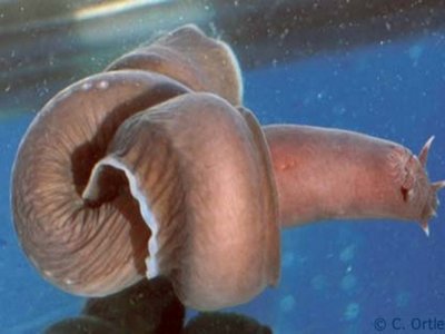 Hagfish