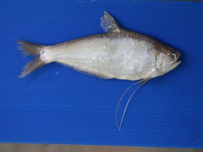 Hairfin Anchovy