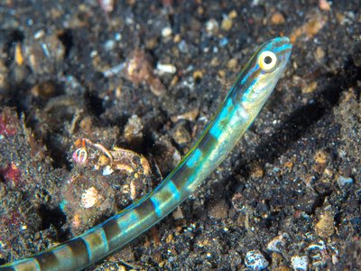 Hairtail Blenny