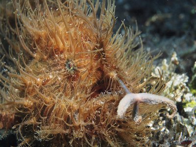 Hairy Frogfish