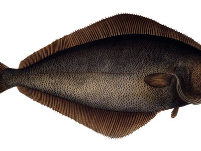 Halibut