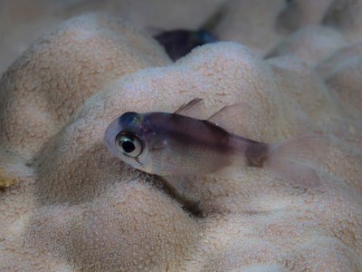 Halmahera Cardinalfish