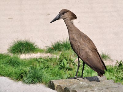 Hamerkop