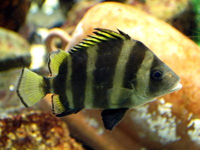 Hapalogenys
