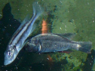 Haplochromis