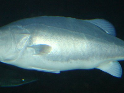 Hapuku