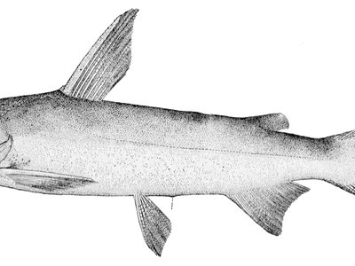 Hardhead Sea Catfish