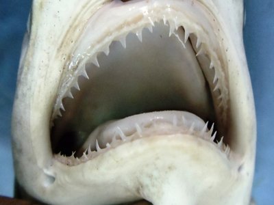 Hardnose Shark