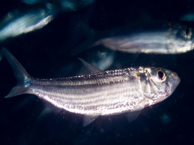 Hardyhead Silverside