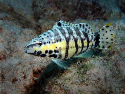 Harlequin Bass