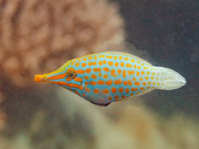 Harlequin Filefish