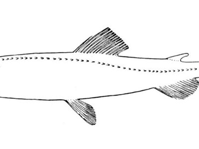 Harpadon