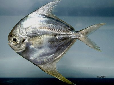 Harvestfish