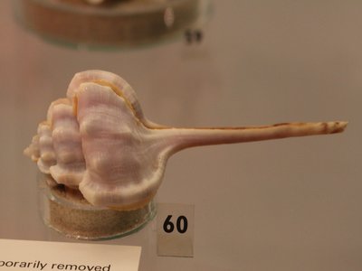 Haustellum