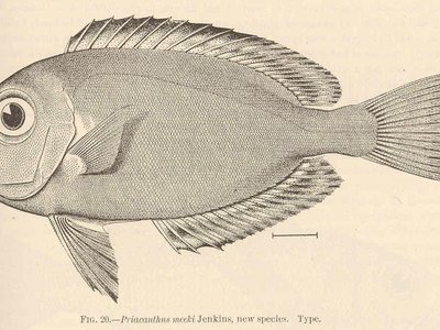 Hawaiian Bigeye
