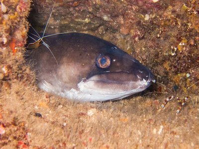 Hawaiian Conger