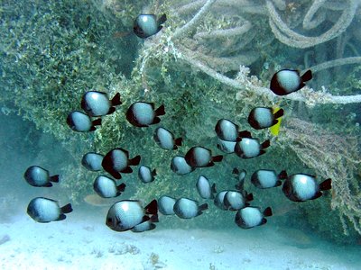 Hawaiian Dascyllus