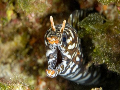 Hawaiian Dragon Moray