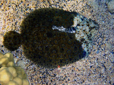 Hawaiian Flounder