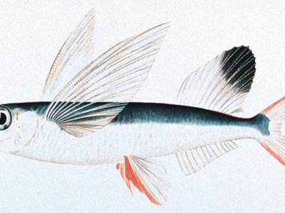 Hawaiian Flyingfish