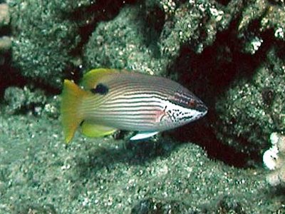 Hawaiian Hogfish