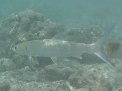 Hawaiian Ladyfish