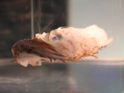 Hawaiian Monkfish