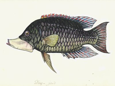 Hawaiian Slingjaw Wrasse