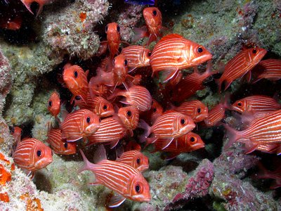 Hawaiian Squirrelfish