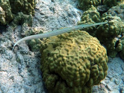 Hawaiian Trumpetfish