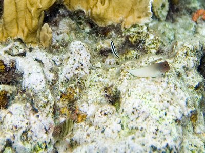 Hawkfish Blenny