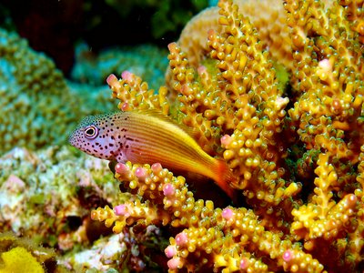 Hawkfish