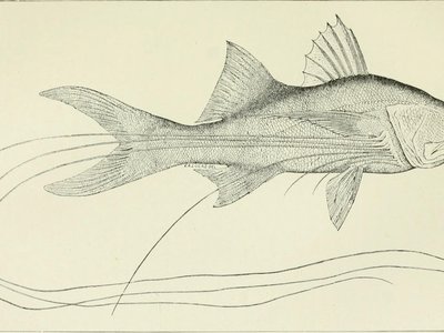 Headed Gourami