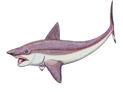 Helicoprion