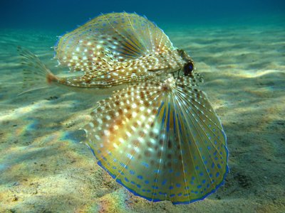 Helmet Gurnard