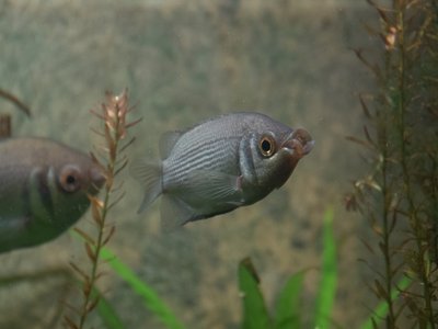 Helostoma Gourami