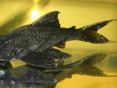 Hemiancistrus