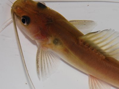 Hemibagrus