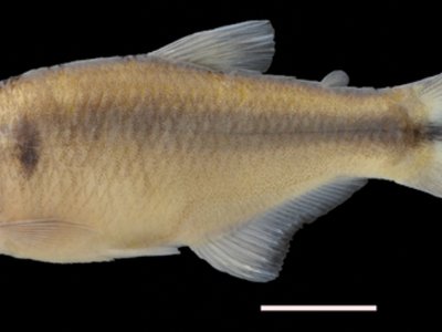 Hemibrycon