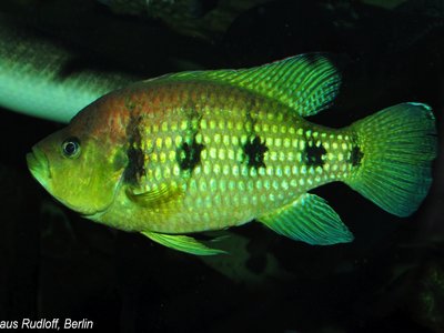Hemichromis elongatus