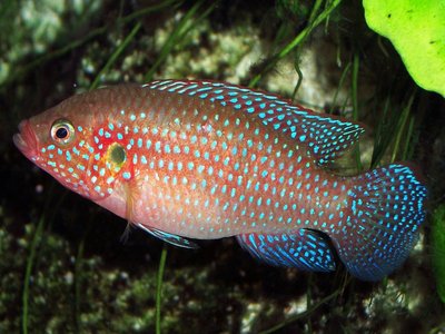 Hemichromis