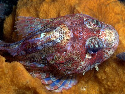 Hemilepidotus