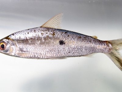 Hemiodus
