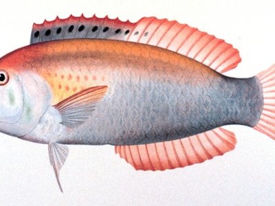 Hemipteronotus